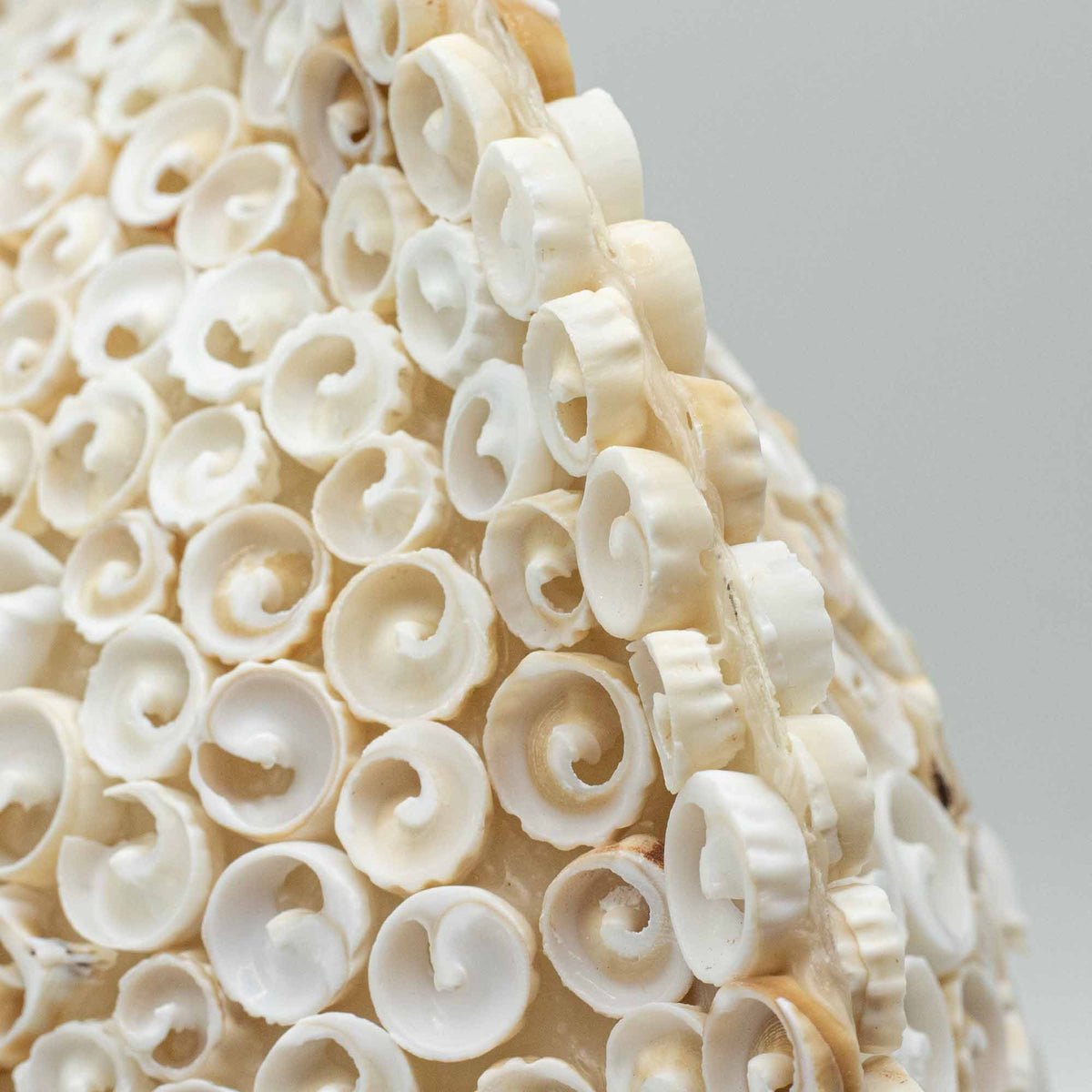 Cut Shell Table Lamp 30cm